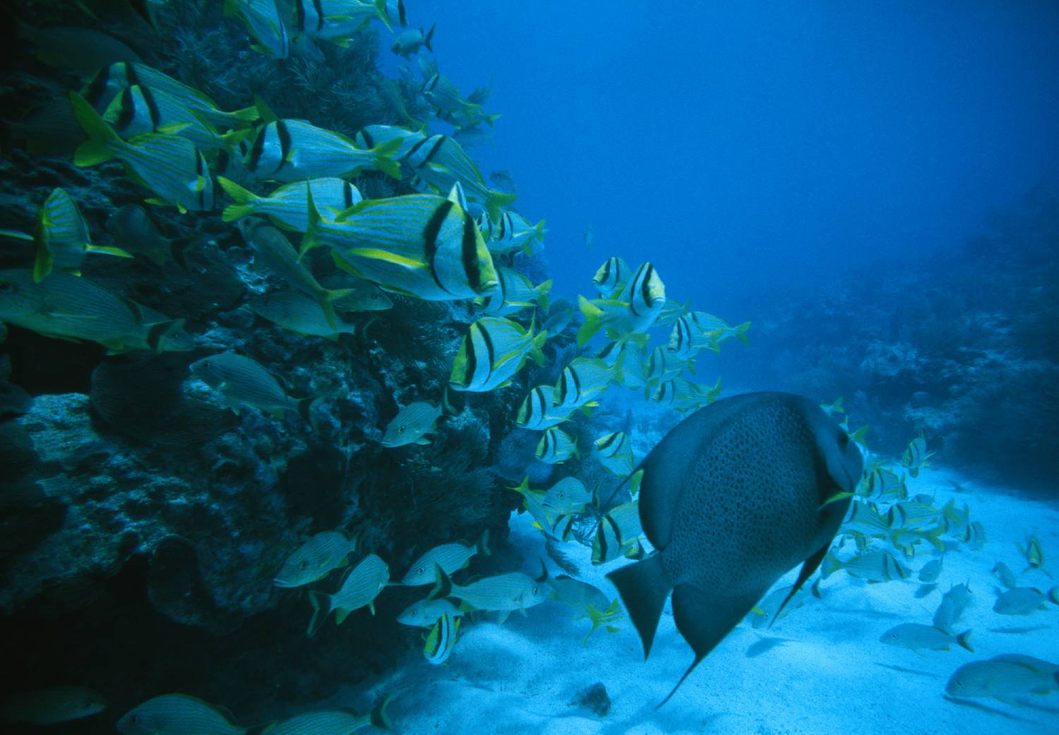 A shoal of yellow-striped fish swimming near the ocean floor and coral.
