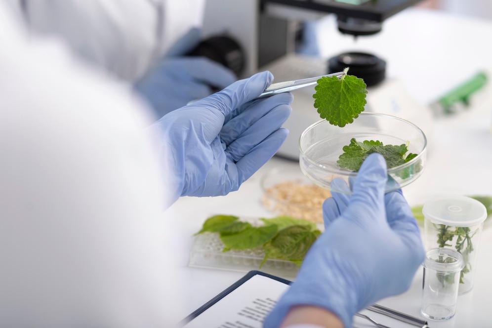 Scientist in a lab examining a green leaf with tweezers over a petri dish, surrounded by other botanical samples.