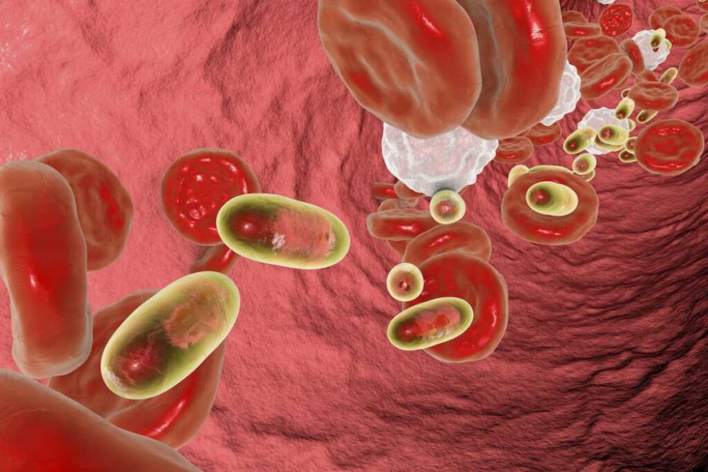 Microscopic view of red blood cells and bacteria in the bloodstream, illustrating an infection scenario.
