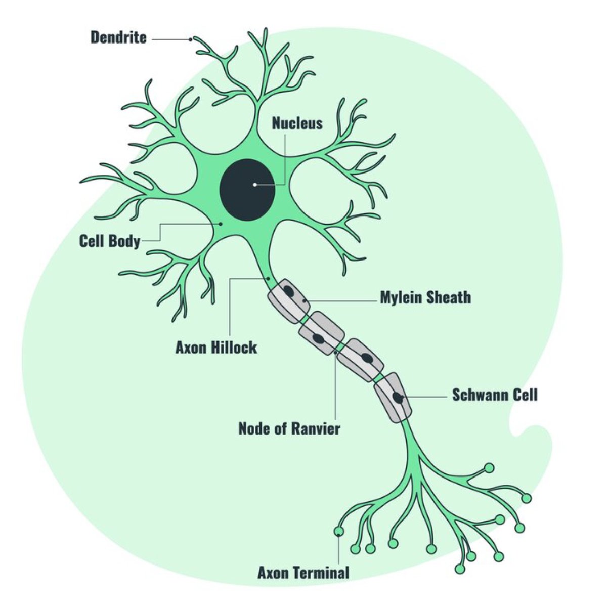 Illustration of a neuron showing parts like dendrites, nucleus, cell body, axon hillock, myelin sheath, and axon terminal.